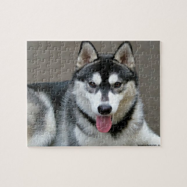Alaskischer Malamute-Hundephotographie (Horizontal)
