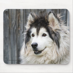 Alaskischer Malamute mousepad