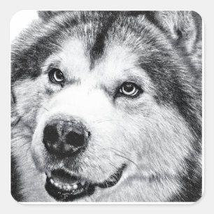 ALASKISCHER MALAMUTE QUADRATISCHER AUFKLEBER