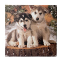 Alaskischer Malamute-Welpen-Fliese