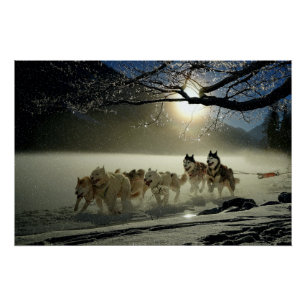 Alaskisches heiseres Hundeschlitten-Rennen Poster