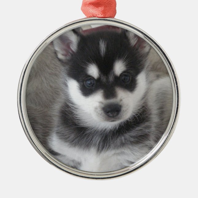 Alaskisches Klee Kai Hündchen Silbernes Ornament (Vorne)