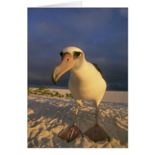 Albatros de Laysan, Diomedea immutabilis),