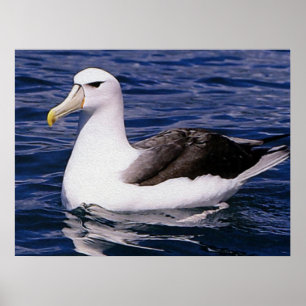 Albatros Poster