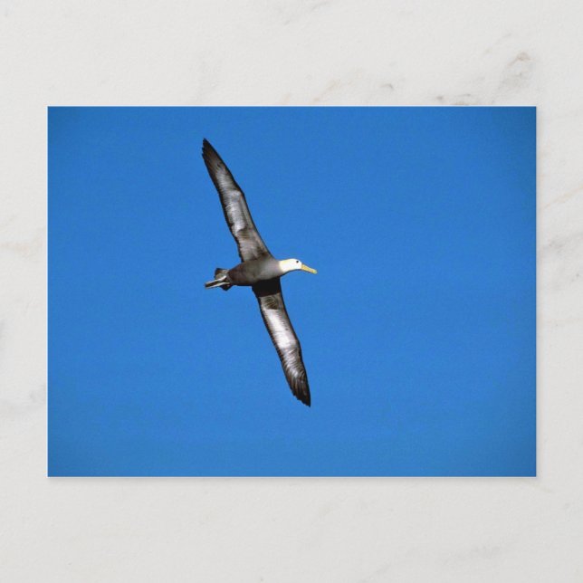 Albatross im Flug Postkarte (Vorderseite)