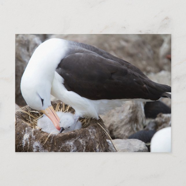 Albatross mit Küken Postkarte (Vorderseite)