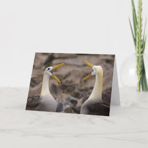 Albatross Phoebastria irrorata) Paar in Karte