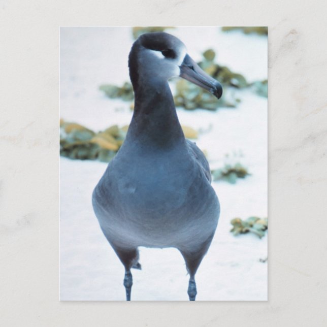 Albatross Postkarte (Vorderseite)