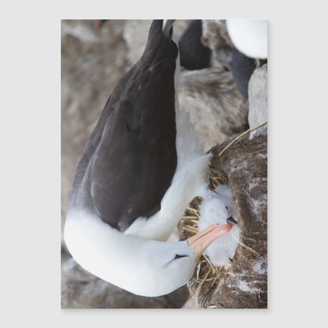 Albatross with a chick magnetkarte (Vorderseite)