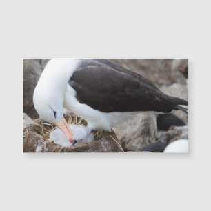 Albatross with a chick magnetkarte