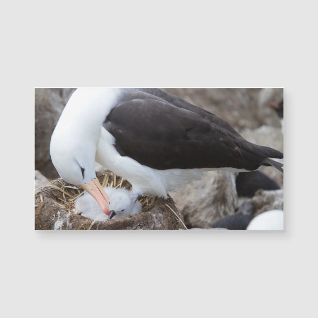 Albatross with a chick magnetkarte (Vorderseite)