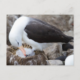 Albatross with a chick postkarte