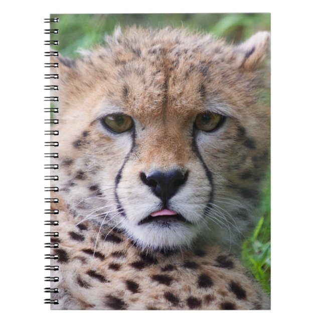 Albern Cheetah Cub Notizblock (Vorderseite)