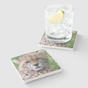 Albern Cheetah Cub Steinuntersetzer