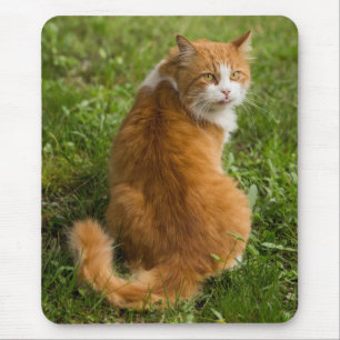 Albern Fluffy Orange Langerhaarige Tablette Mousepad