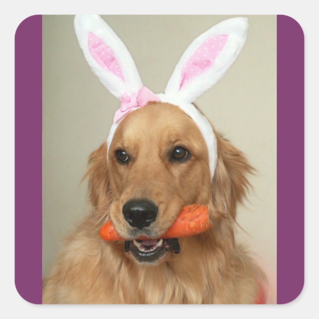 Albern Golden Retriever Hund mit Ostersonnigen Ohr Quadratischer Aufkleber (Vorderseite)