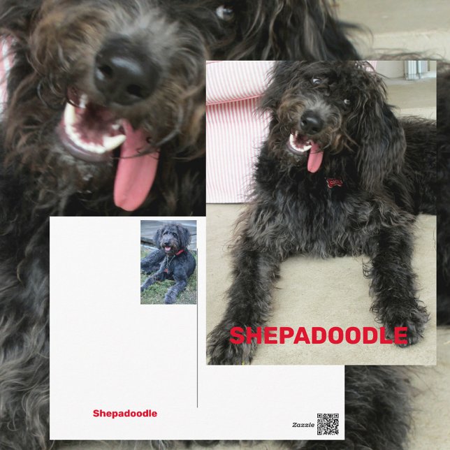 Albern Happy Shepadoodle Hunde Rasse Postkarte (Von Creator hochgeladen)
