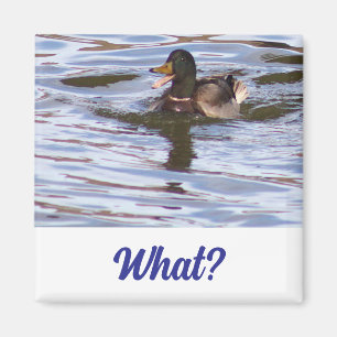 Albern Mallard Duck Magnet