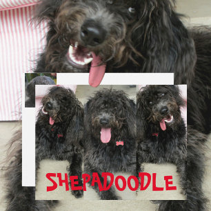 Albern Shepadoodles Hunde Postkarte