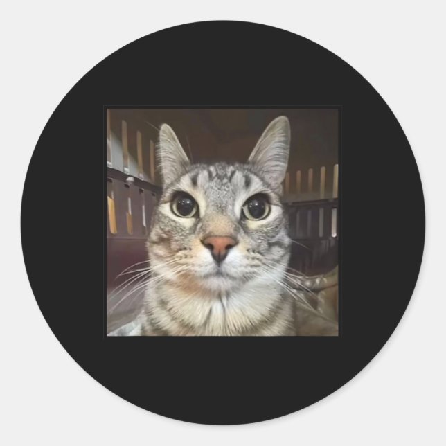Albern Staring Cat Meme Runder Aufkleber (Vorderseite)