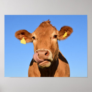 Alberne Braune Kuh Nahaufnahme Poster
