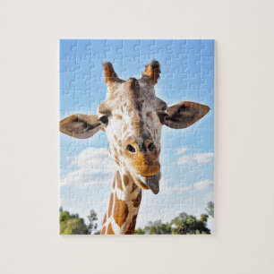 Alberne Giraffe