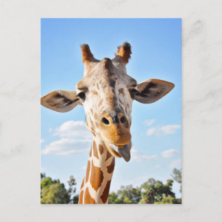 Alberne Giraffe Postkarte