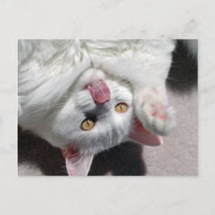 Alberne Katze Postkarte