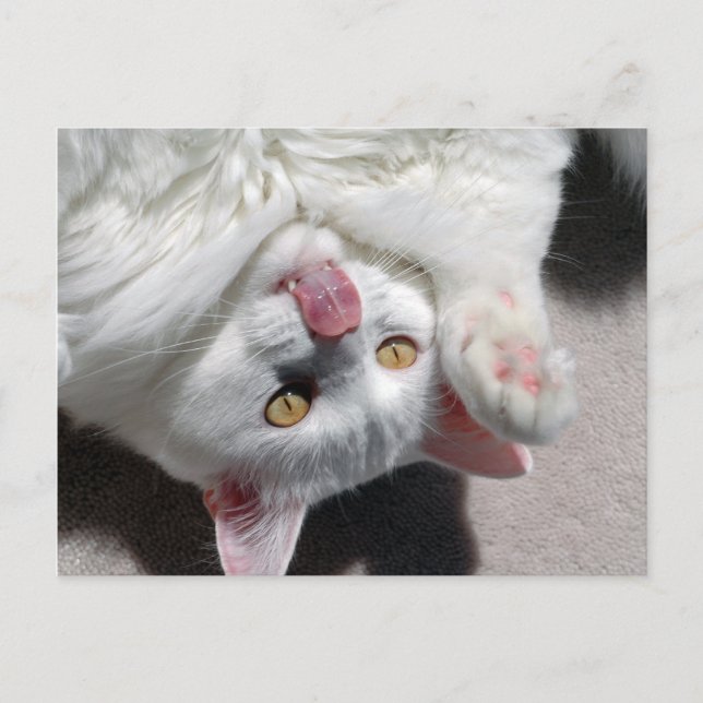 Alberne Katze Postkarte (Vorderseite)