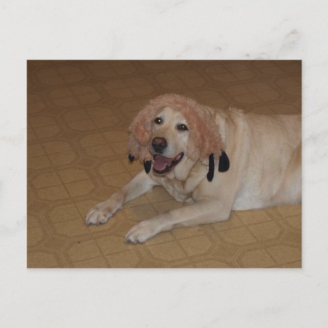Alberner Gelbe Labrador Postkarte (Vorderseite)