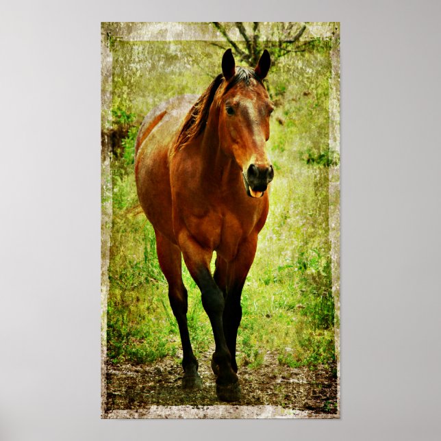 Albernes Pferd Poster (Vorne)