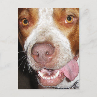 Albernes Pitbull-Portrait Postkarte