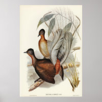 Albert Lyre-Bird (Menura Alberti) illustriert von 