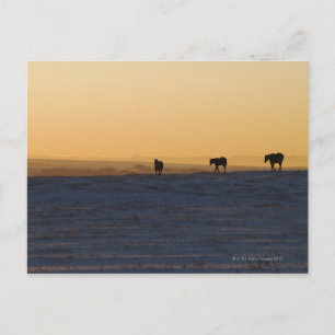 Alberta, Kanada 3 Postkarte