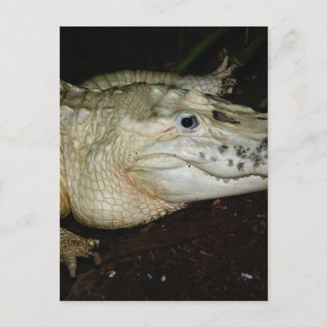 Albino-Alligator-Foto , Gatorbild Postkarte (Vorderseite)