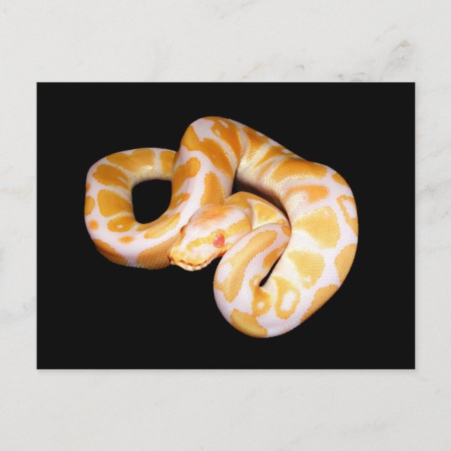 Albino Ball Python Postkarte (Vorderseite)