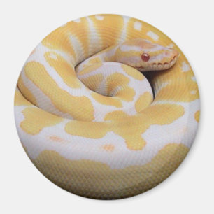 Albino-Ball-Pythonschlange-Magnet Magnet