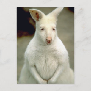 Albino Bennets Wallaby Postkarte