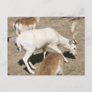 Albino Buck Postcard Postkarte