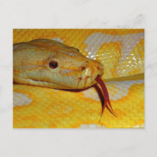 Albino Burmese Closeup Postkarte