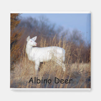 Albino Deer Magnet