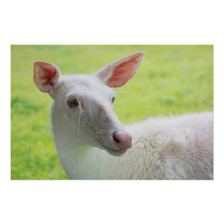 Albino Deer Poster