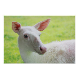 Albino Deer Poster