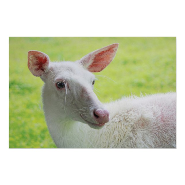 Albino Deer Poster (Vorderseite)