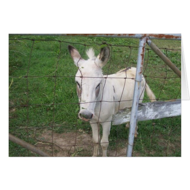 Albino Donkey (Vorderseite (Horizontal))