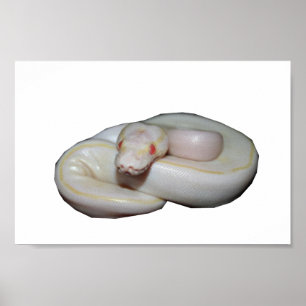 Albino-Elfenbein Poster