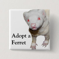 Albino Ferret Picture
