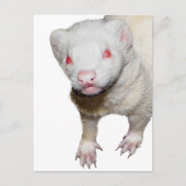 Albino Ferret Picture Postkarte (Vorderseite)