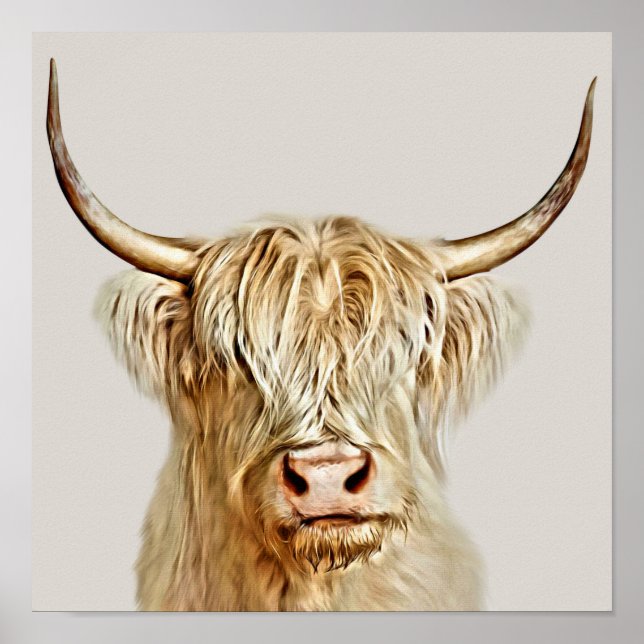 Albino Highland Cow Poster (Vorne)