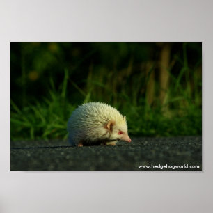 Albino-Igelsplakat Poster